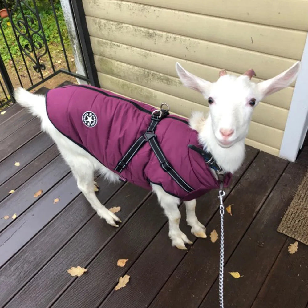 Red waterproof dog coat with built-in harness on a large breed dog.