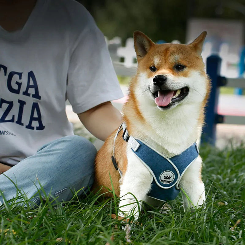 Adjustable dog and cat harness with breathable mesh material and metal D-ring in multiple colour options