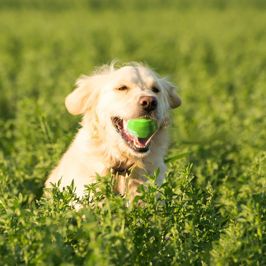 Green natural rubber dog chew ball with squeaker for large breed aggressive chewers.