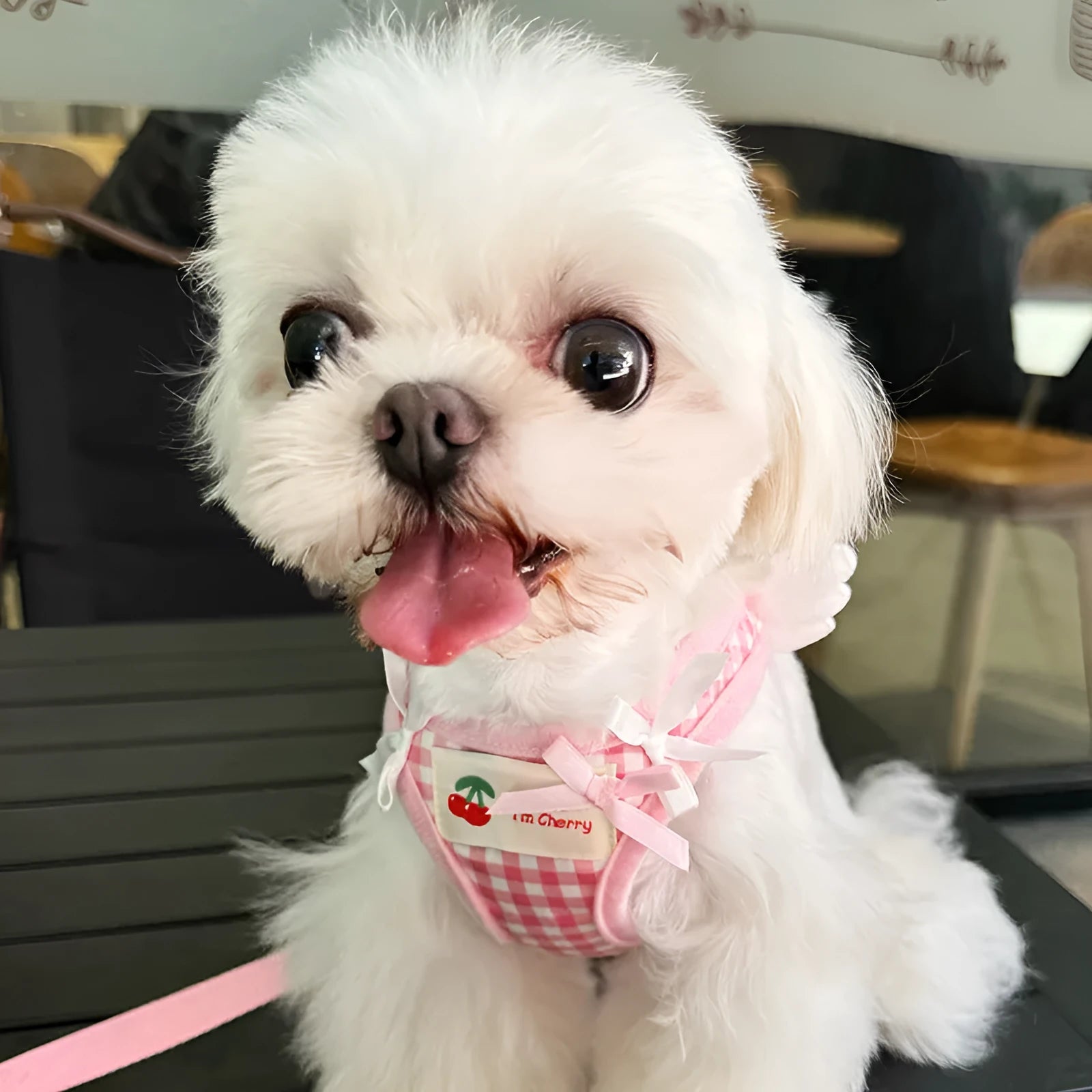 Cotton chest and back dog harness for small breeds in pink or black with adjustable sizing