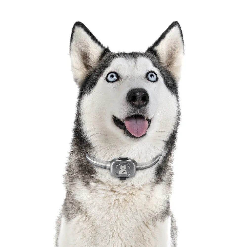 Black GF-07 pet GPS locator device with hanging rope for collar attachment