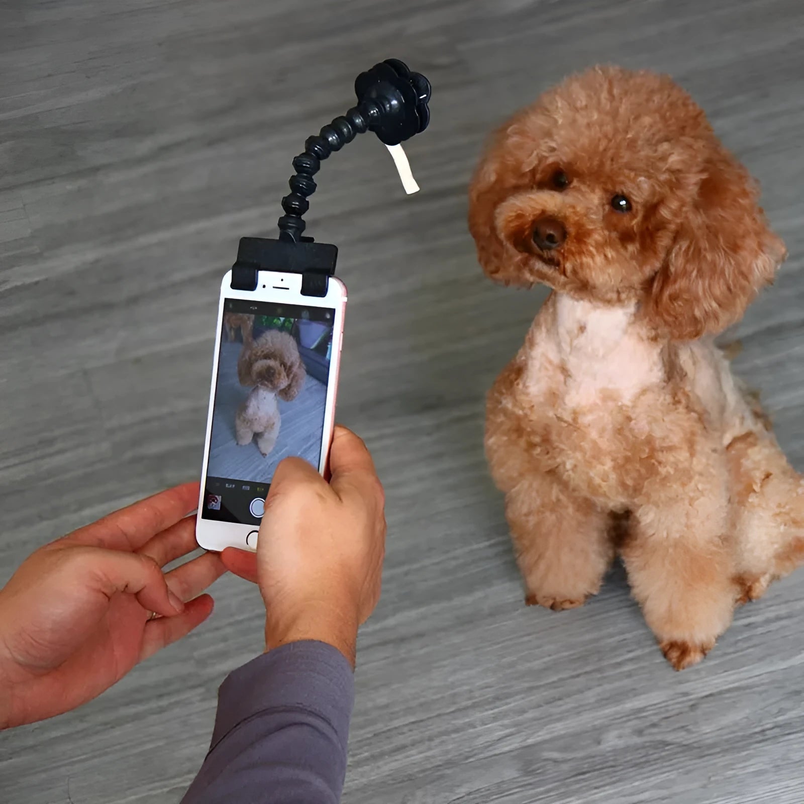 Black and white pet selfie stick with extendable arm, square clip, and flower clip on blister card packaging.