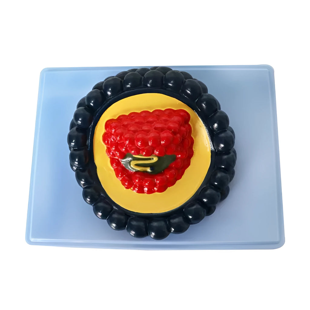 Black PVC virus biological model for medical training, dimensions 20 by 15 by 7 cm.