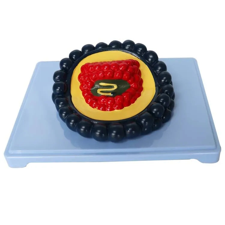 Black PVC virus biological model for medical training, dimensions 20 by 15 by 7 cm.