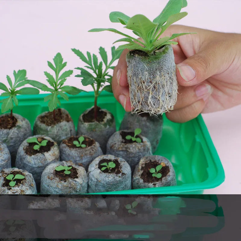 Succulent gardening tool set with mini rake, tweezers, duster, spray bottle, measuring cup, seed sprouter, and blue-orange seedling cloth.