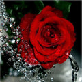 Hand-painted water drop red rose digital oil painting on 40x50cm linen canvas without frame