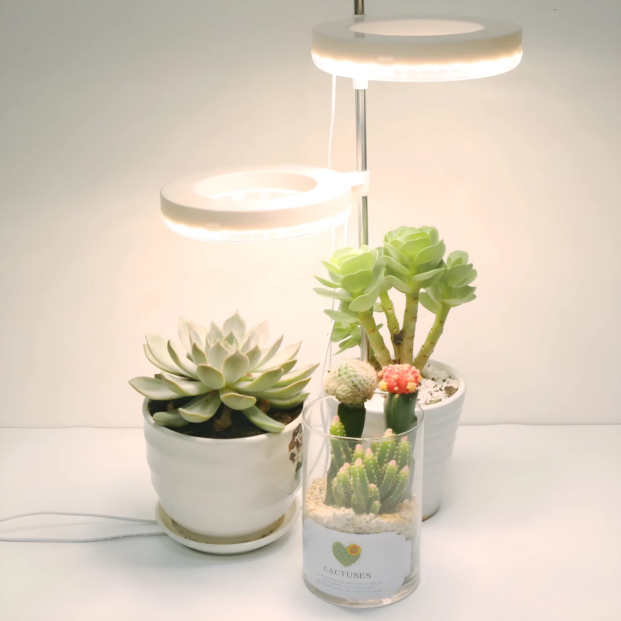 Compact black LED plant growth lamp with adjustable arms on a wooden desk next to small potted succulent.