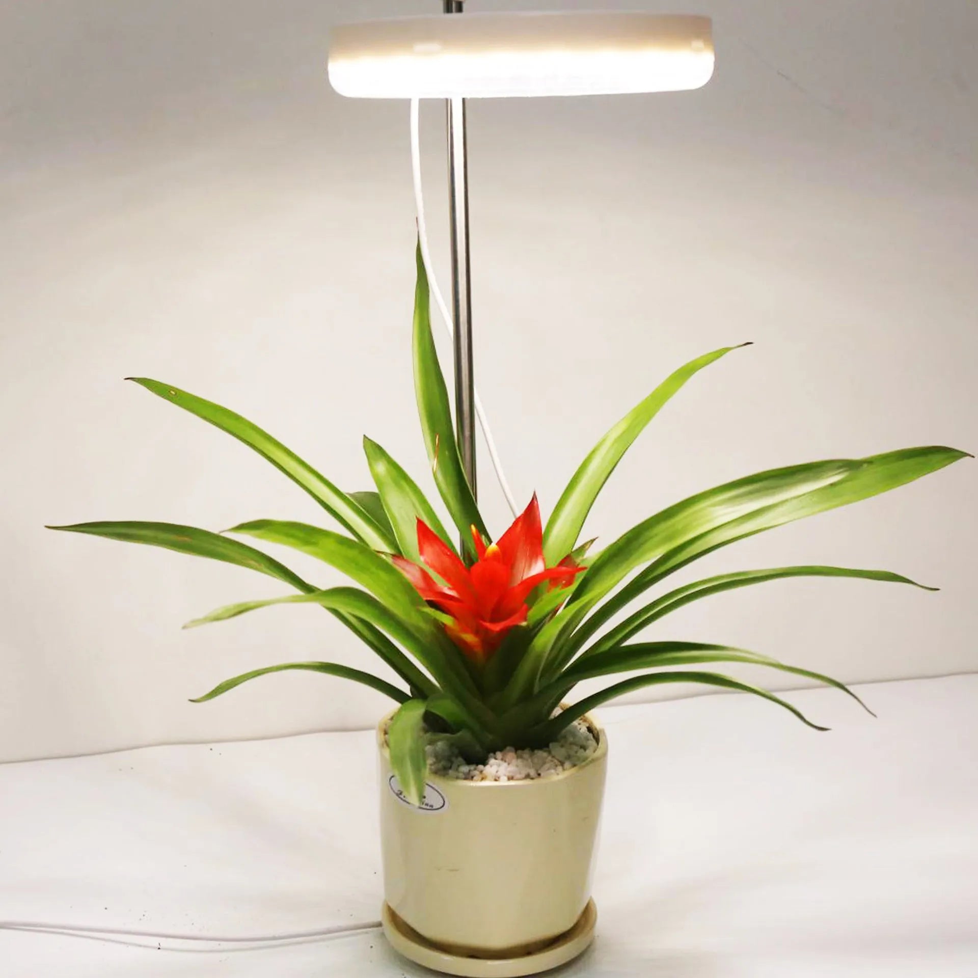 Compact black LED plant growth lamp with adjustable arms on a wooden desk next to small potted succulent.