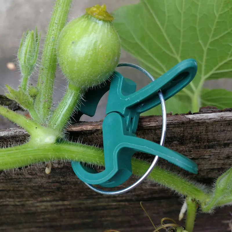 Green plastic and zinc plant support clips, showing large and small sizes for vines and tomatoes.