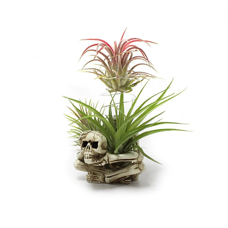 Gothic skull resin potted bracket for soilless air plants on a dark surface