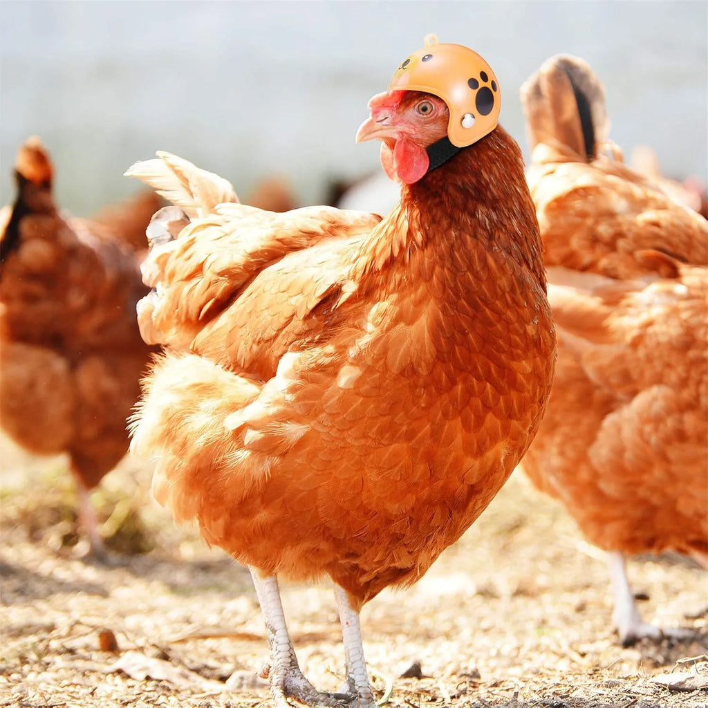 Small pet safety helmet on chicken with adjustable elastic bands and sponge lining
