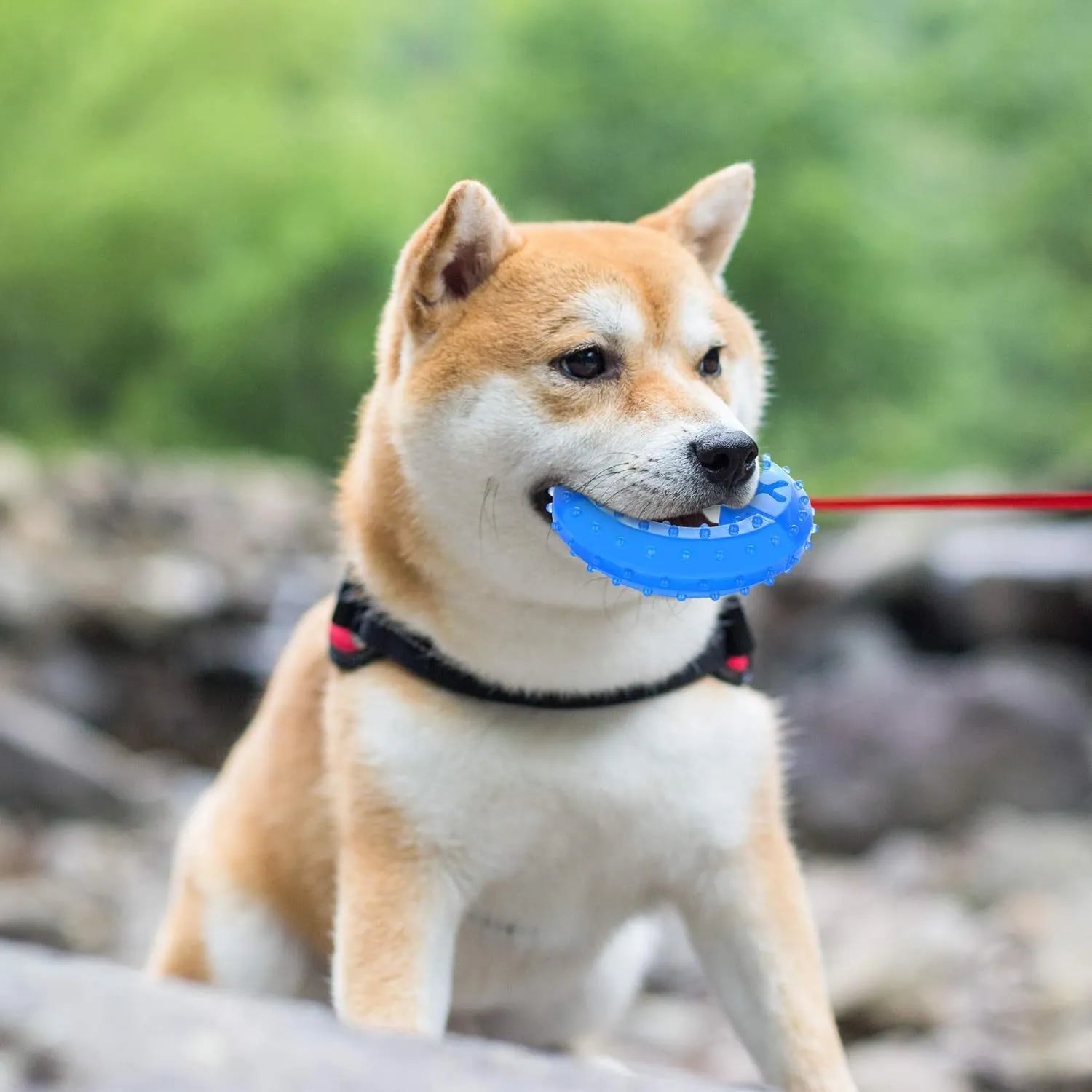 Freezable non-toxic dog chew toy in bone and circle shapes for teething and cooling.