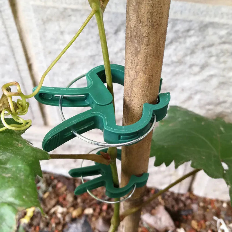 Green plastic and zinc plant support clips, showing large and small sizes for vines and tomatoes.