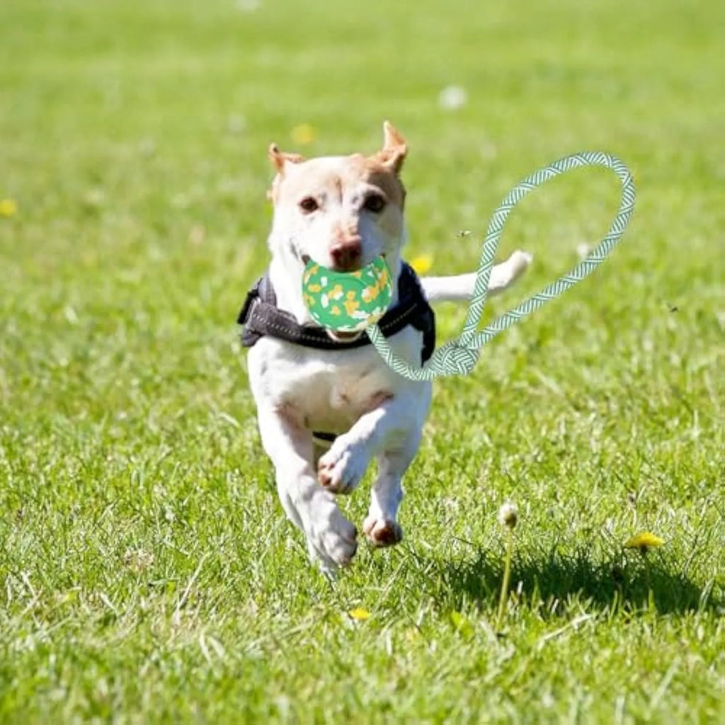 Dog rope ball toy with natural rubber ball and nylon rope in two sizes