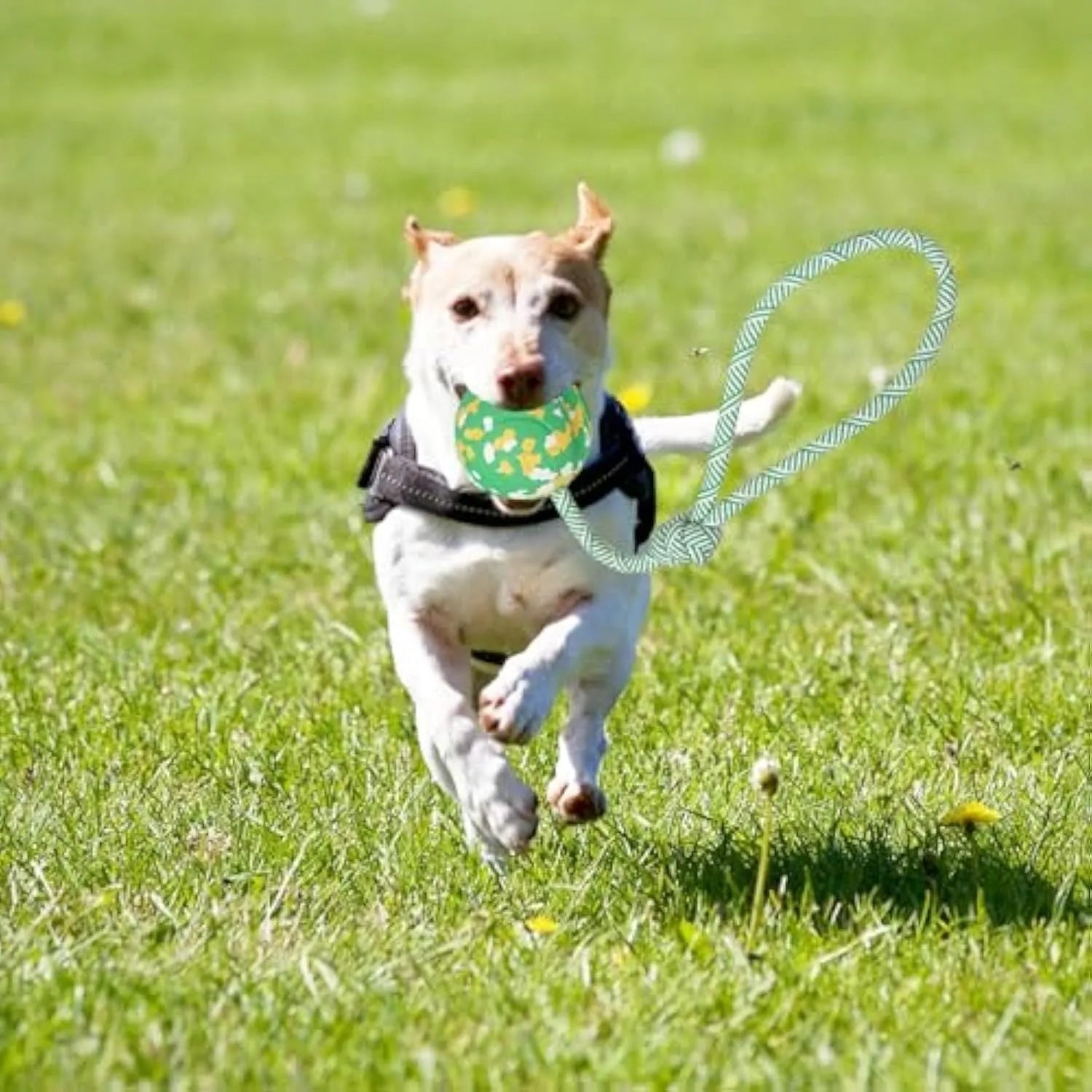 Dog rope ball toy with natural rubber ball and nylon rope in two sizes