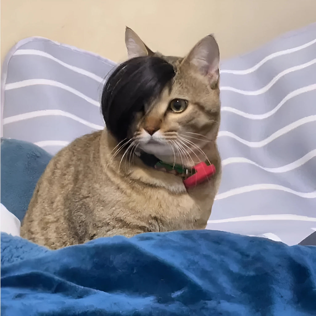 Black polyester cat wig with imitation braid fox tail design on feline model