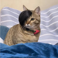 Black polyester cat wig with imitation braid fox tail design on feline model