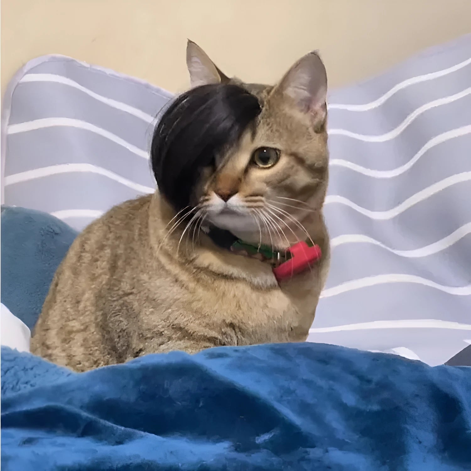 Black polyester cat wig with imitation braid fox tail design on feline model