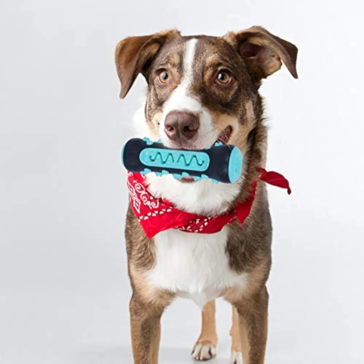 15 cm natural rubber dog dental chew toy in blue, green, yellow, or black blue for teeth cleaning