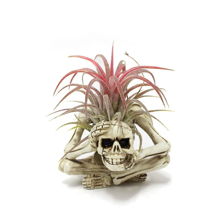 Gothic skull resin potted bracket for soilless air plants on a dark surface