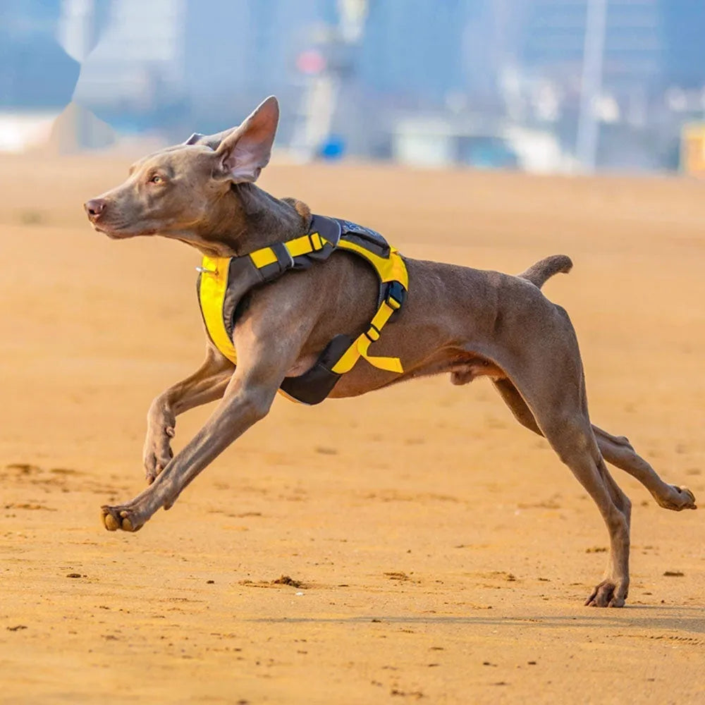Dog chest strap harness with hand rope in vest style design available in orange blue or yellow brown colours
