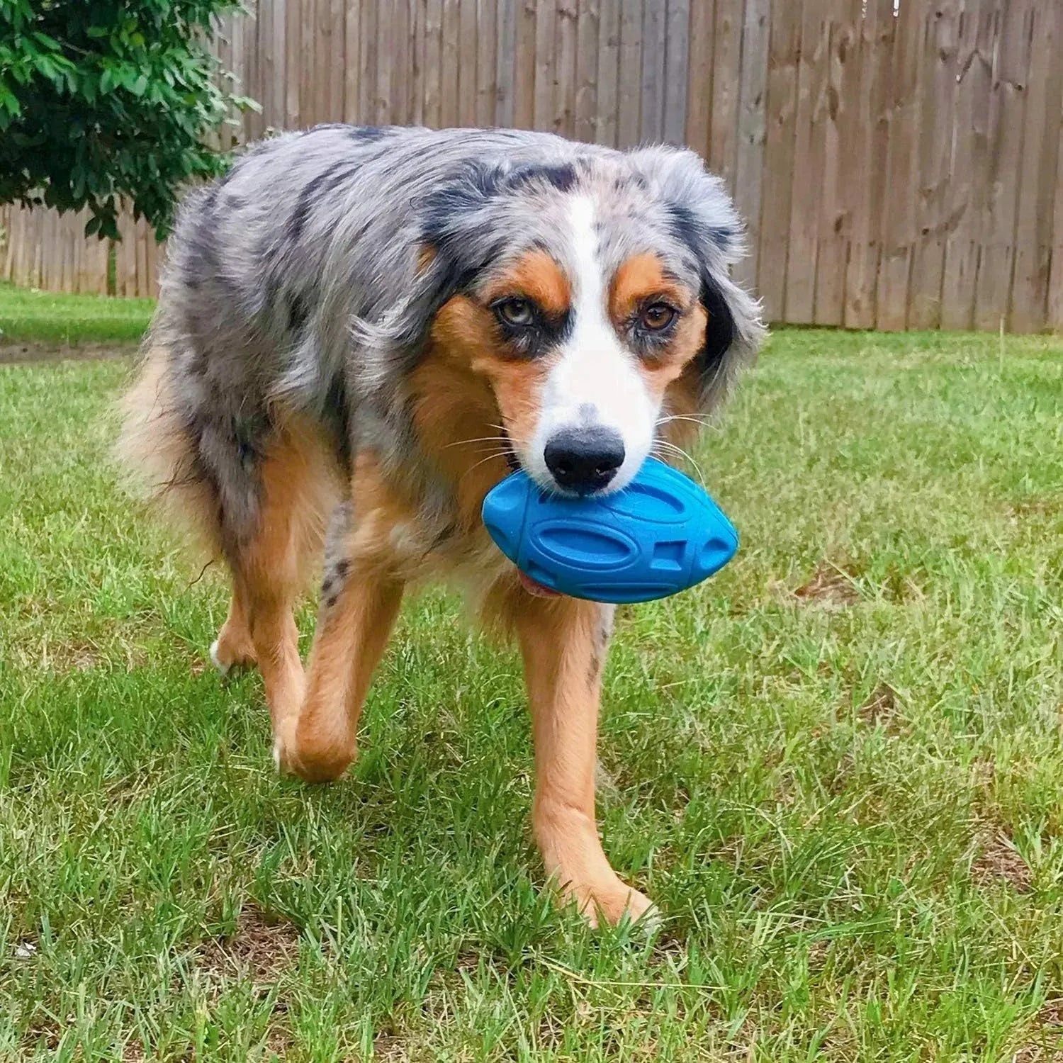 Blue durable rubber squeaky dog ball with surface grooves for aggressive chewers