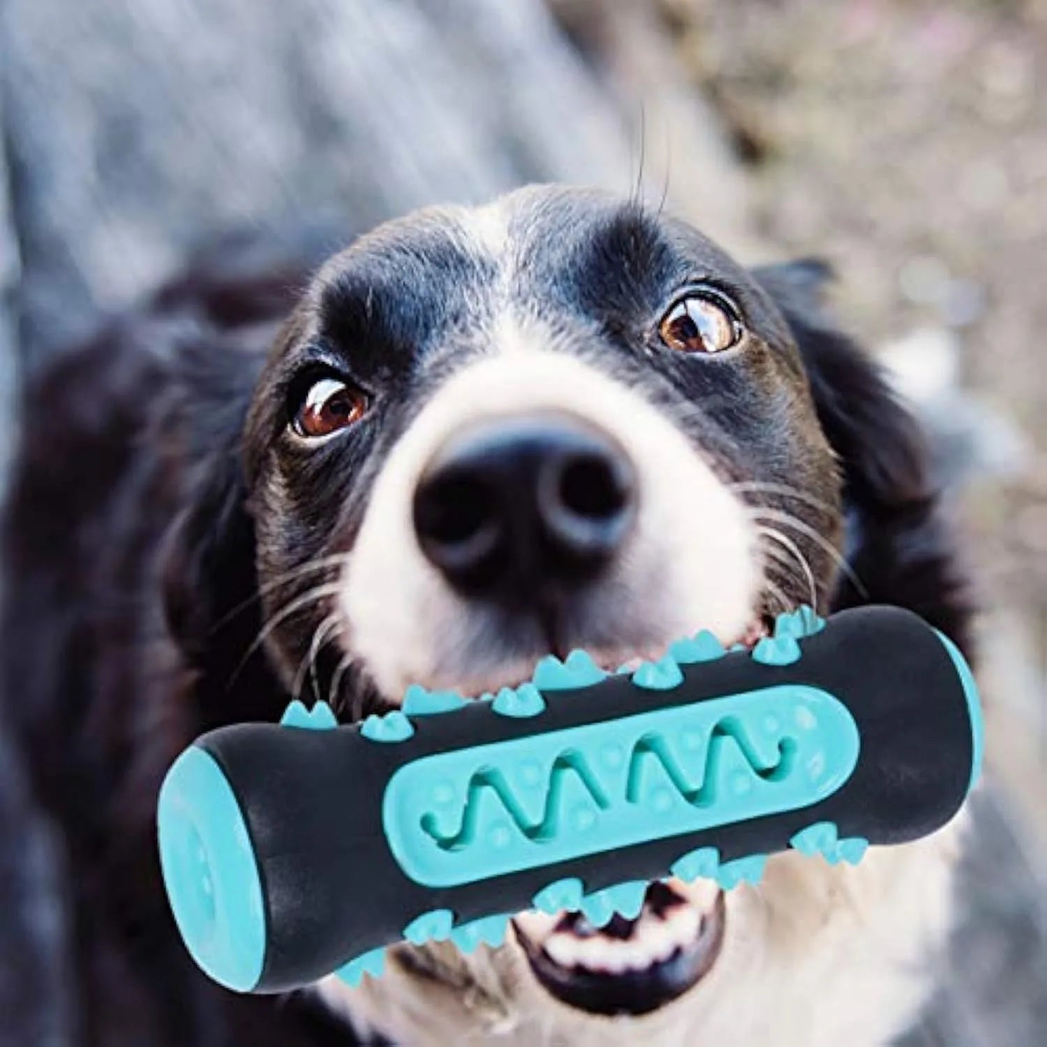 15 cm natural rubber dog dental chew toy in blue, green, yellow, or black blue for teeth cleaning