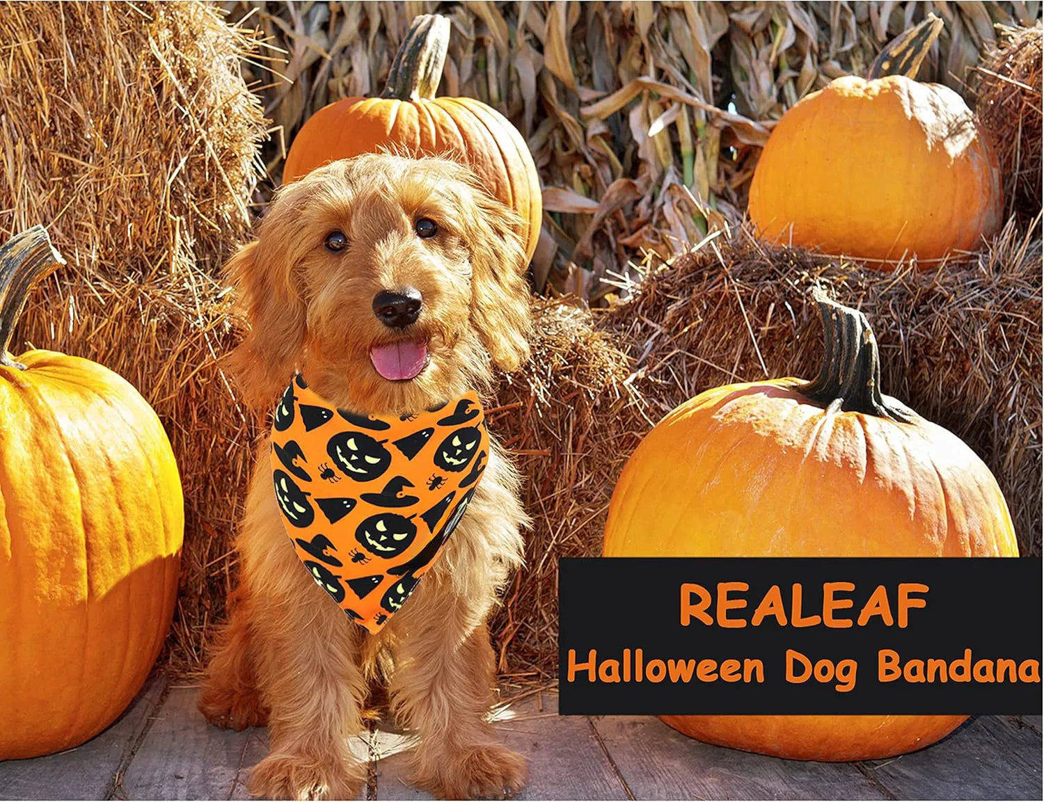 Black and orange reversible Halloween dog bandana with pumpkin and spider web patterns