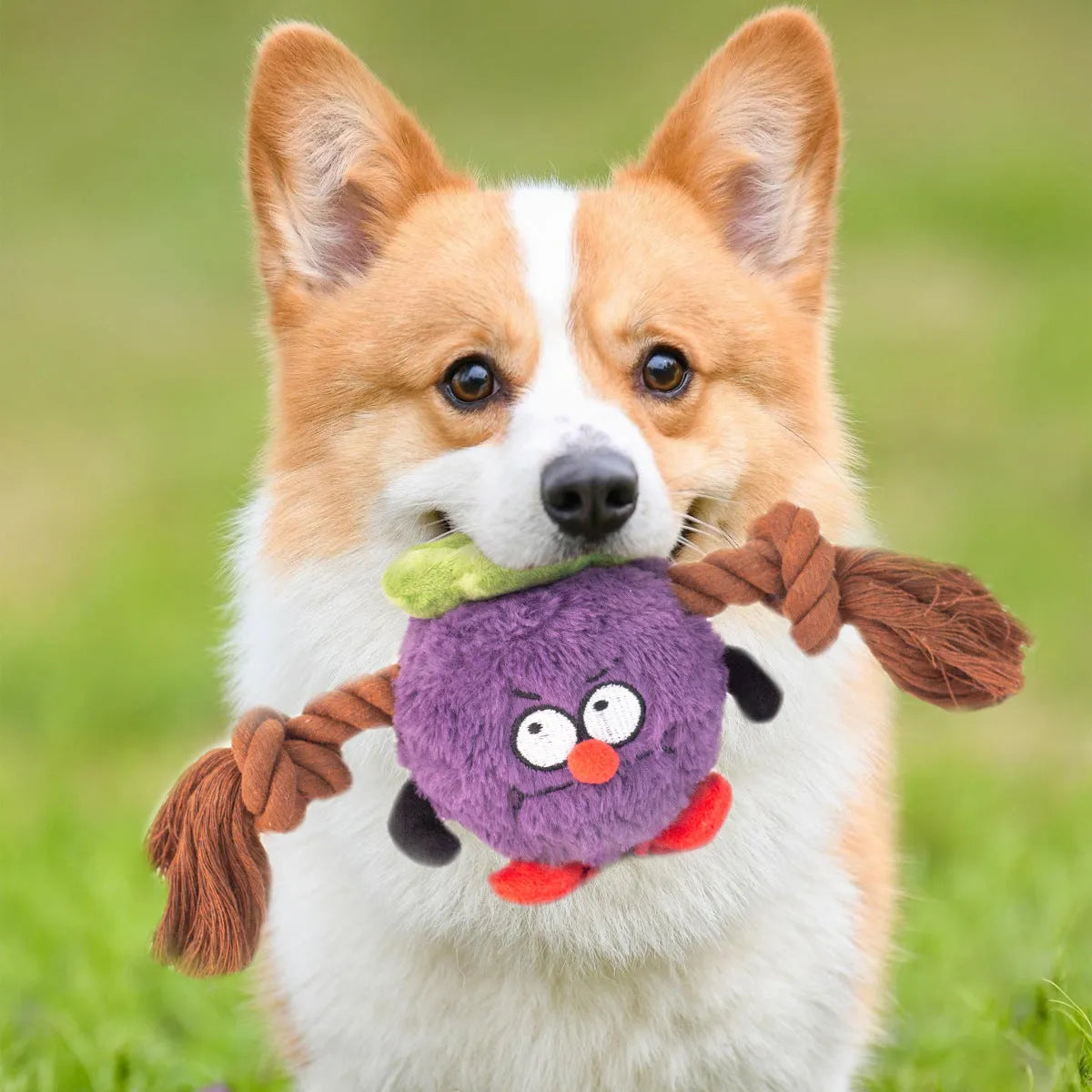Interactive plush rope knot dog toy in green or purple for tug of war and teeth cleaning