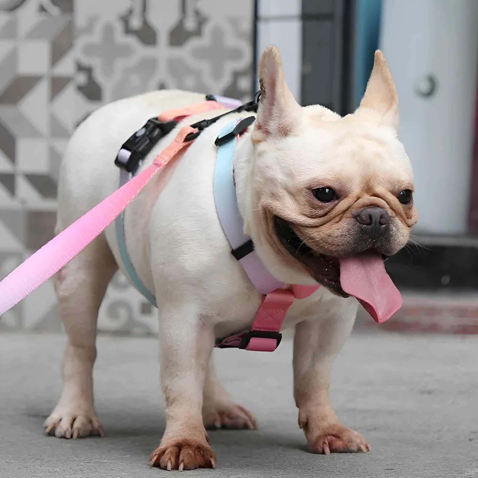 Gradient colour pet harness for dogs and cats in purple, blue, neon, and green pattern options