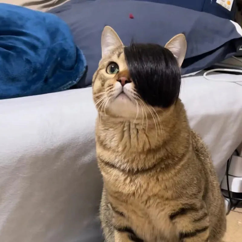 Black polyester cat wig with imitation braid fox tail design on feline model