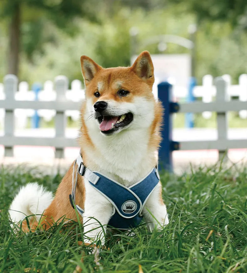 Adjustable dog and cat harness with breathable mesh material and metal D-ring in multiple colour options