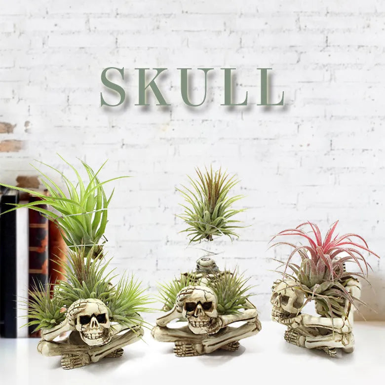 Gothic skull resin potted bracket for soilless air plants on a dark surface