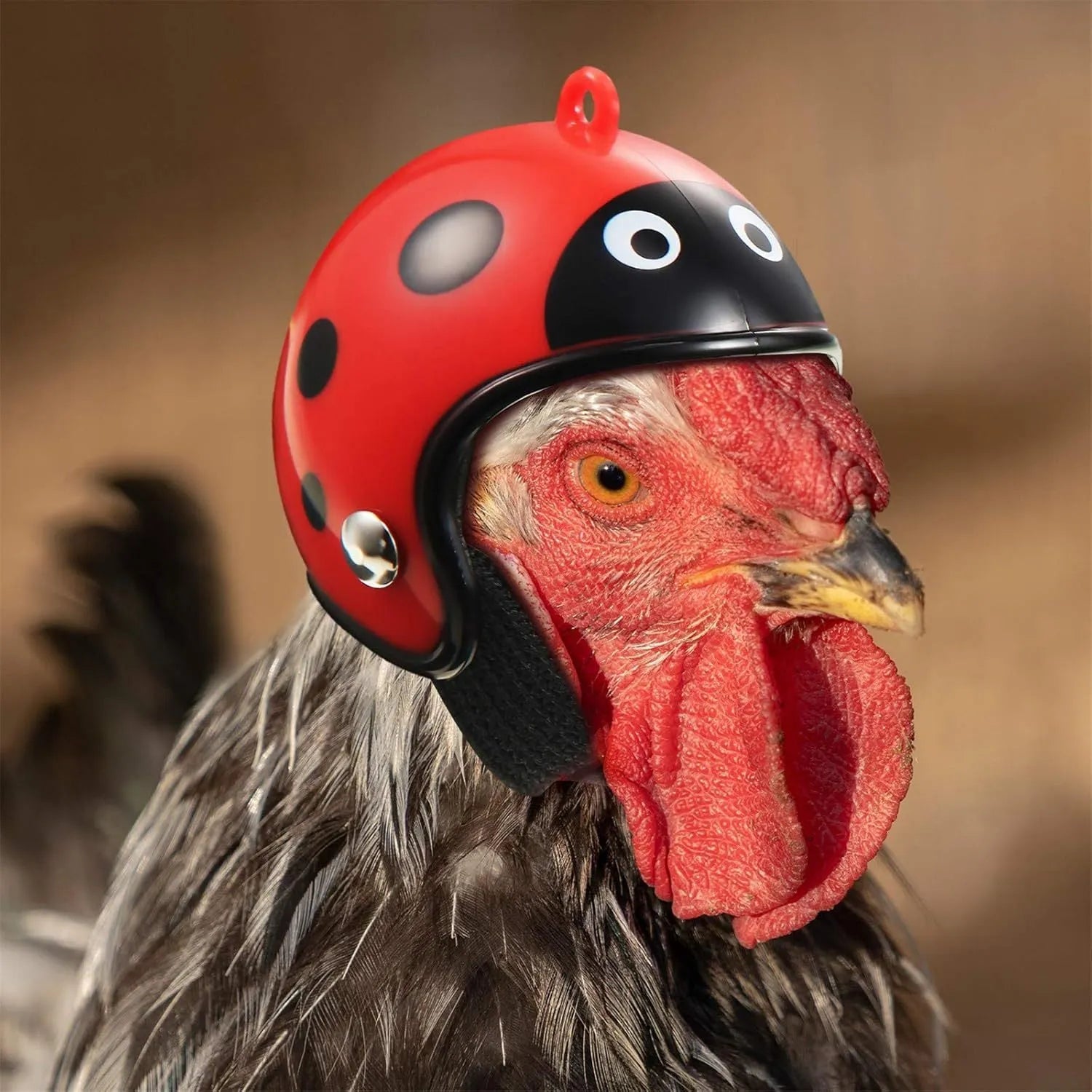 Small pet safety helmet on chicken with adjustable elastic bands and sponge lining