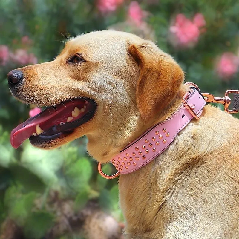 Leather dog collar with anti-bite rivets in chocolate colour showing adjustable buckle and rivet details