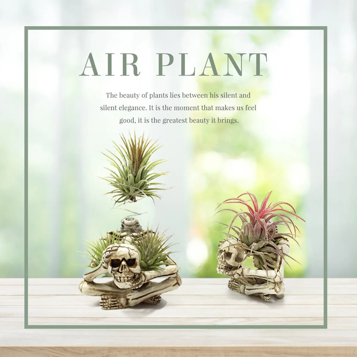 Gothic skull resin potted bracket for soilless air plants on a dark surface