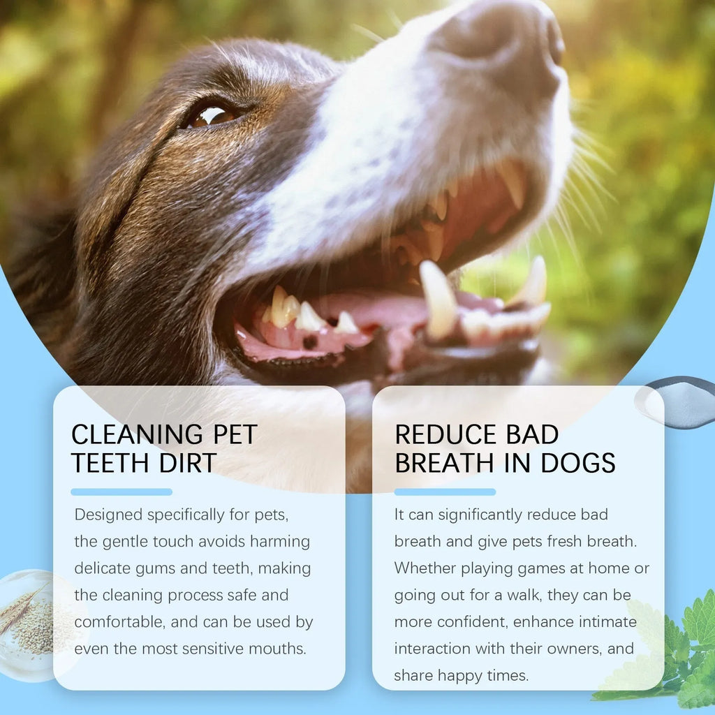 Pet toothbrush pen with soft bristles for cleaning cat and dog teeth