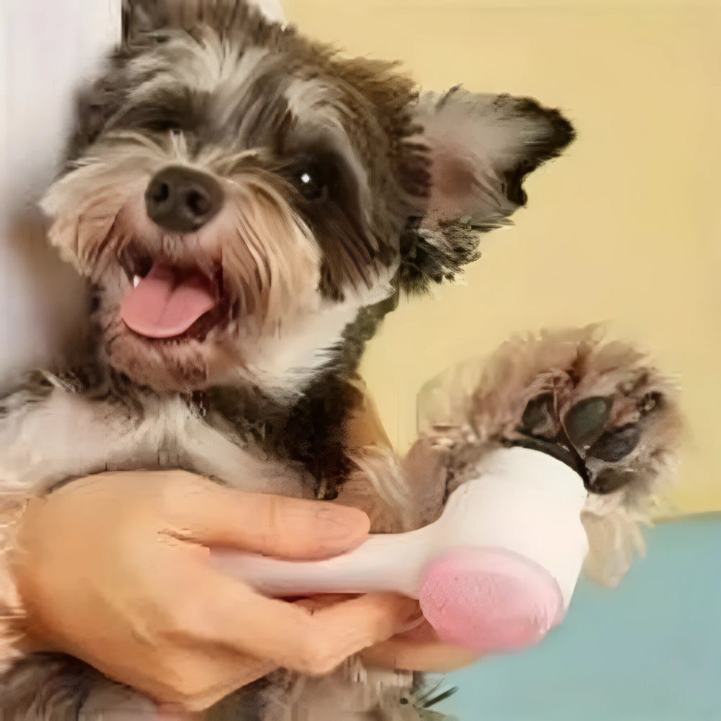 Blue nylon bristle pet paw brush with PP handle for dogs and cats.