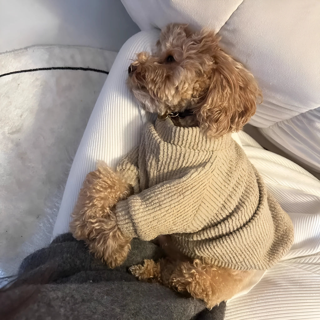 Brown cloth pullover sweater for small breed dogs on mannequin showing casual style