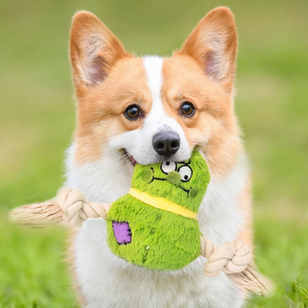 Interactive plush rope knot dog toy in green or purple for tug of war and teeth cleaning