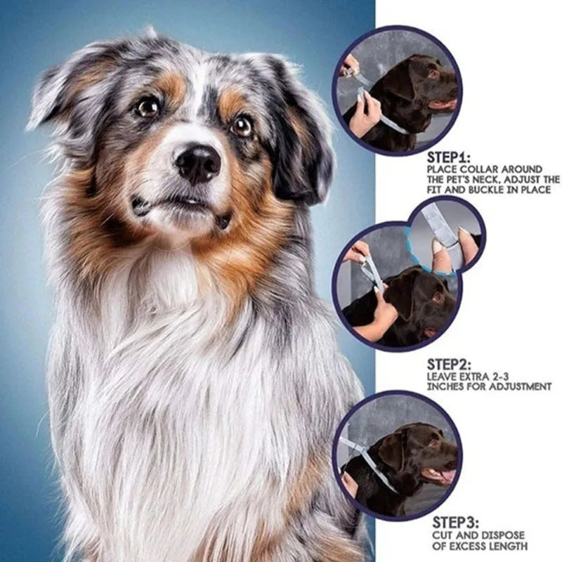 Rainbow coloured plastic flea collar for cats and dogs, showing cat and dog style options