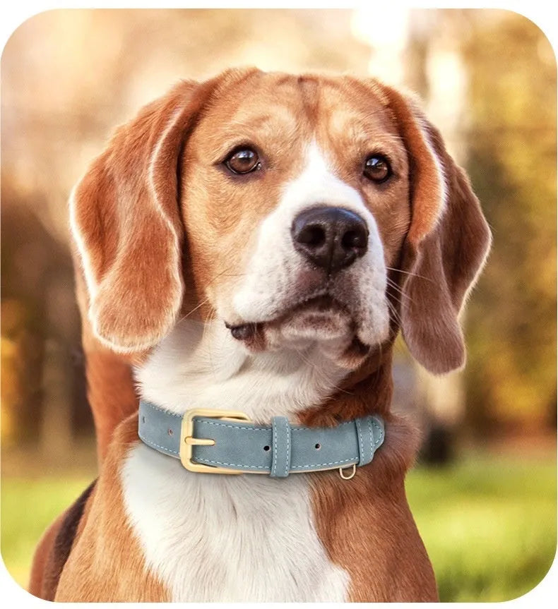 Double-layer leather dog collar and matching lead in rose red, brown, or blue colours