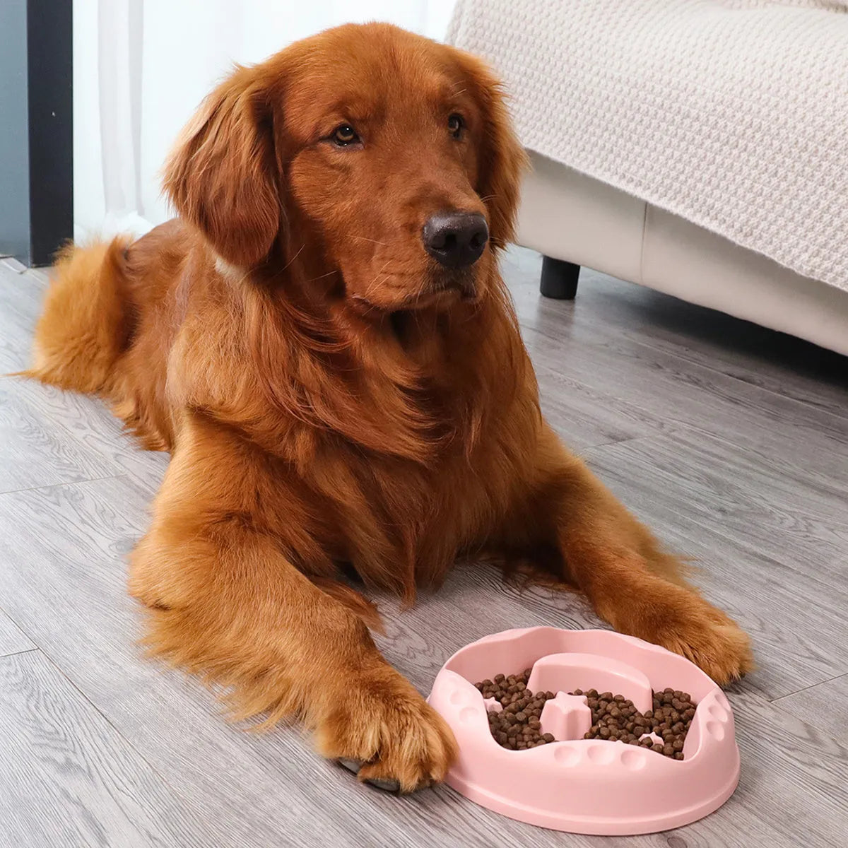 Blue Moon Star Wings pet slow feed bowl with raised centre and non-slip base.